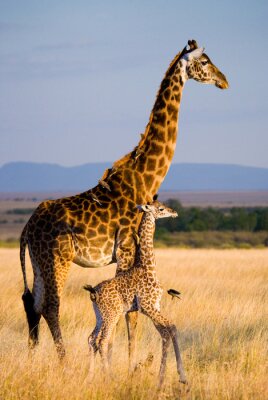 Vrouwelijke giraf met een baby in de savanne. Kenia. Tanzania. Oost Afrika. Een uitstekende illustratie.