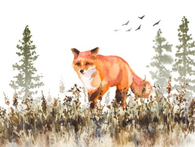 Canvas Wandelen Red Fox Sketch