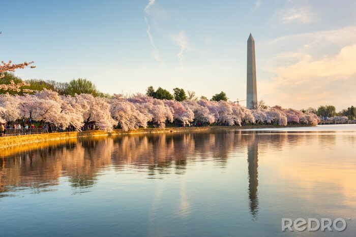 Canvas Washington DC, USA in Spring