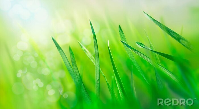 Canvas Water drops on fresh grass leaves. Spring landscape. Green meadow in the rays of the rising sun. Nature background. Macro photo.