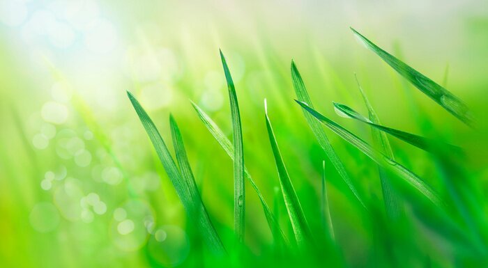 Canvas Water drops on fresh grass leaves. Spring landscape. Green meadow in the rays of the rising sun. Nature background. Macro photo.