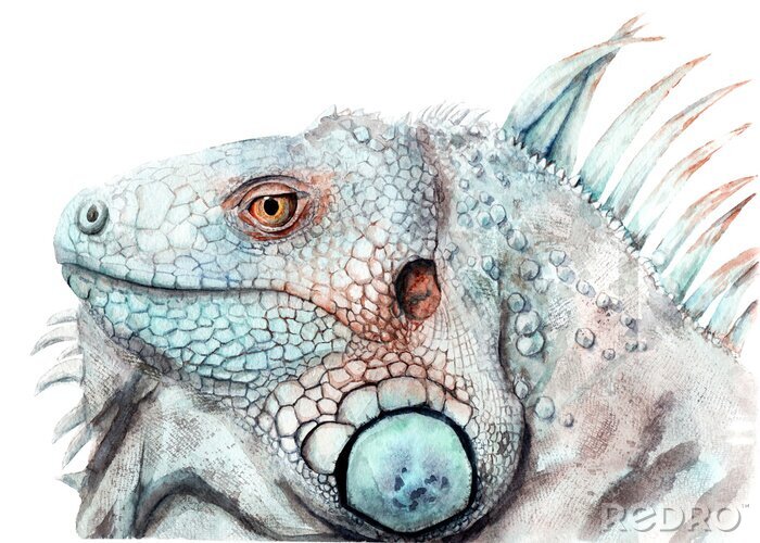 Canvas watercolor drawing of animal - color iguana, sketch