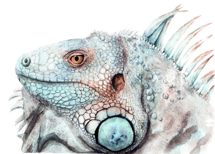 Canvas Watercolor drawing of animal - color iguana, sketch