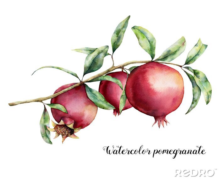 Canvas Watercolor pomegranate card. Hand painted garnet fruit on branch with leaves isolated on white background. Floral elegant illustration for design, print.