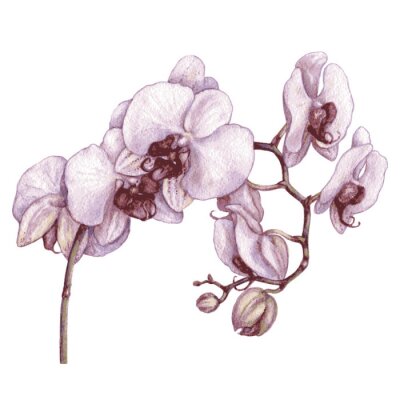Canvas Watercolor tak van de orchidee.