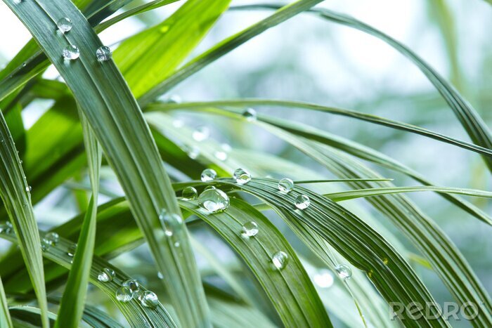 Canvas Waterdruppels op gras
