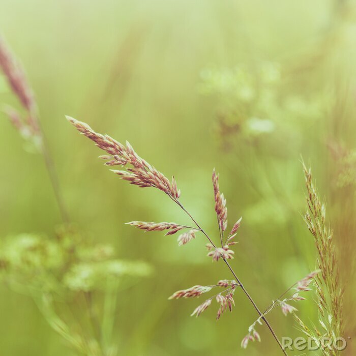 Canvas Weide als natuur