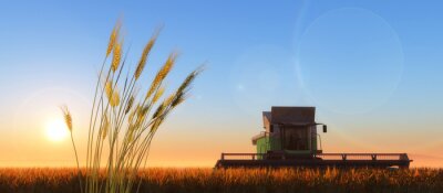 Canvas wheat harvester