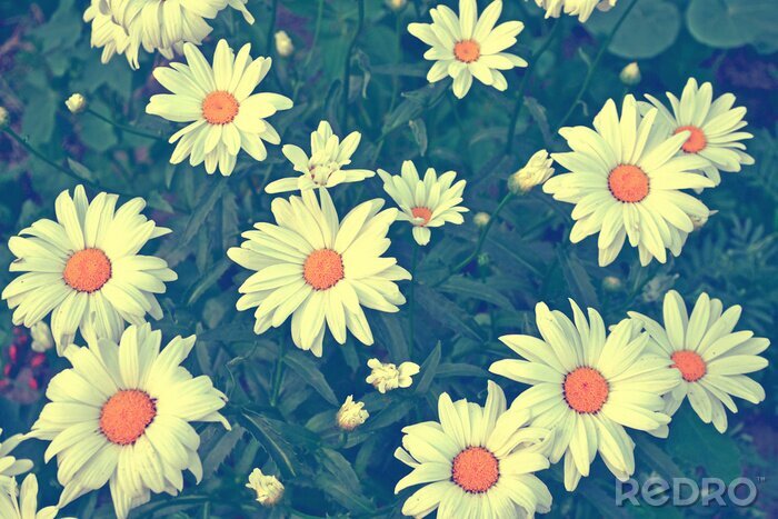 Canvas White bright daisy flowers on a background of the summer landscape.