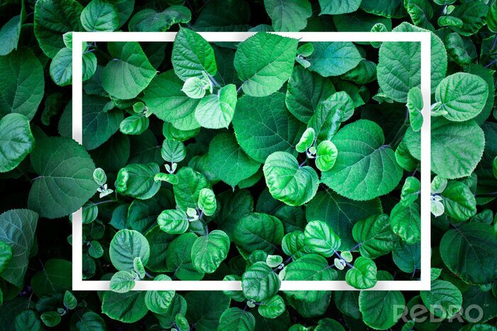 Canvas White geometric shape hidden in foliage leaves