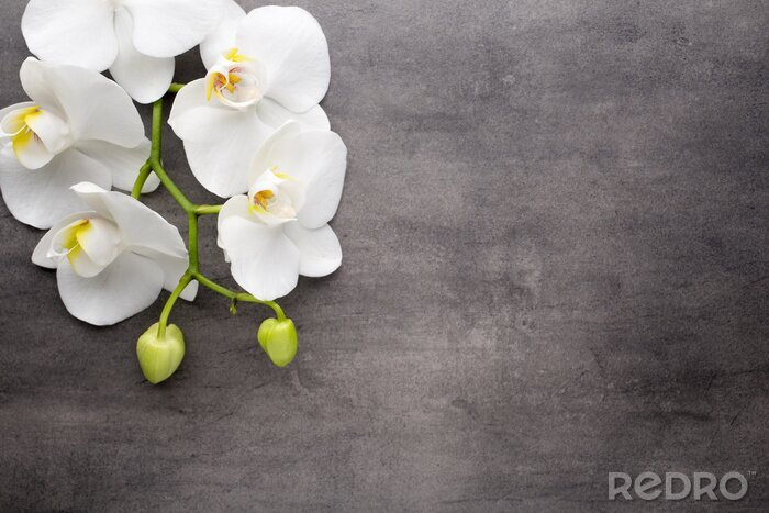 Canvas White orchid on the grey background.