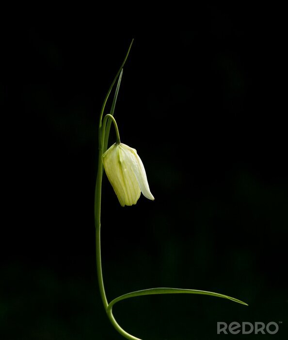 Canvas White Snake's Head parelmoervlinder