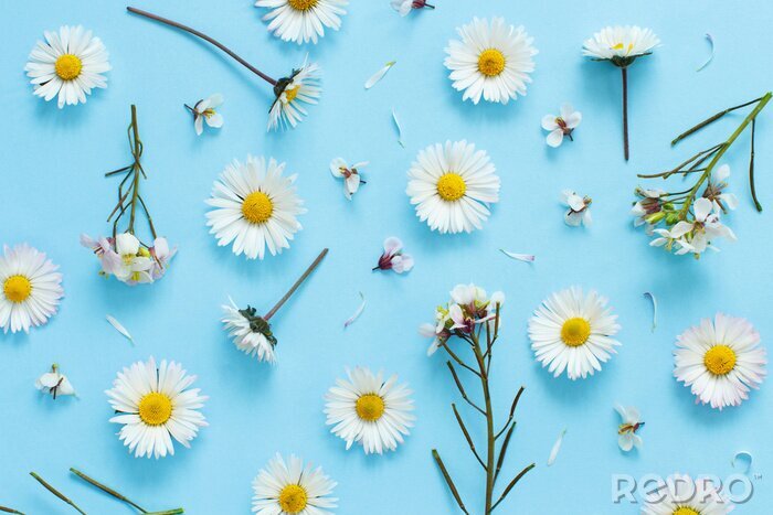 Canvas White wild flowers on a light blue background
