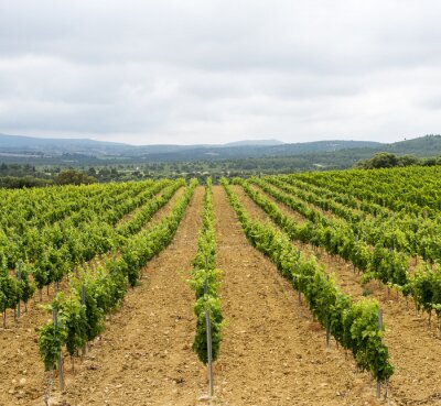 Canvas Wijngaard in Languedoc-Roussillon (Frankrijk)