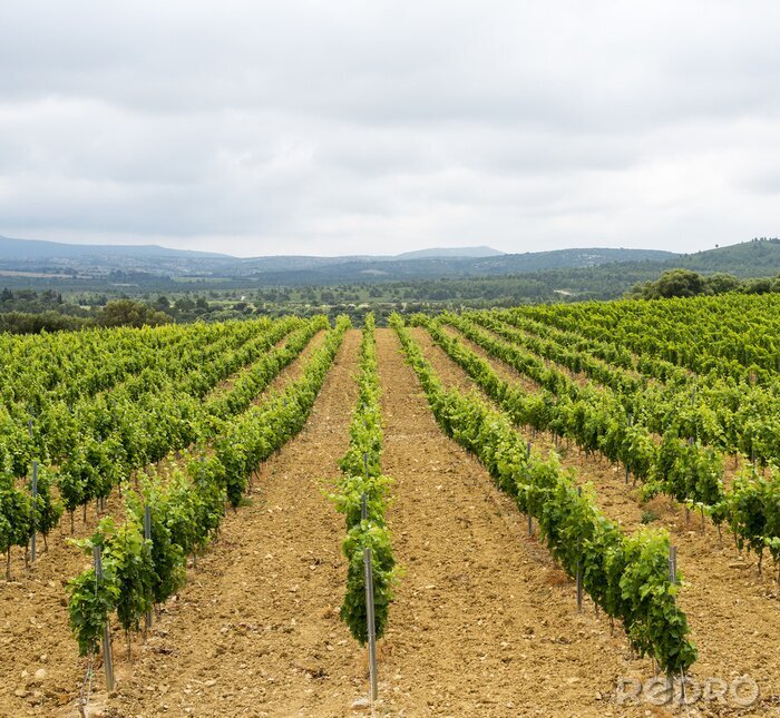 Canvas Wijngaard in Languedoc-Roussillon (Frankrijk)