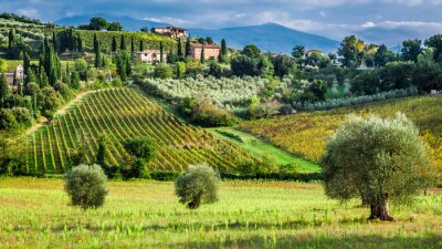 Canvas Wijngaard op het Toscaanse platteland
