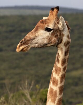 Wild Afrikaanse Zuid-Portret van de giraf