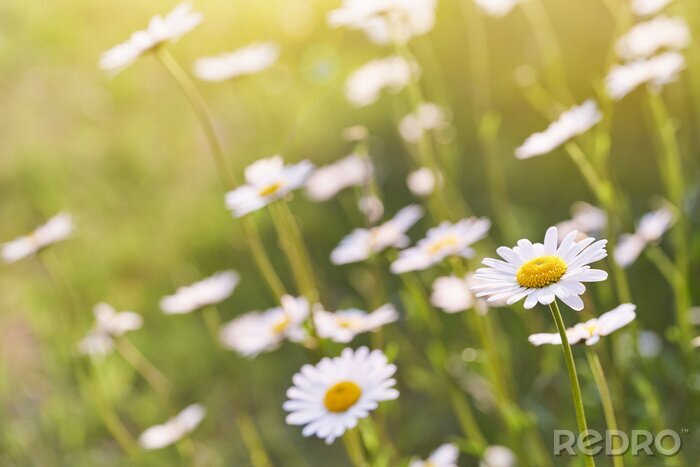 Canvas Wild daisy flowers growing on meadow. Warm sunny defocused natural background.