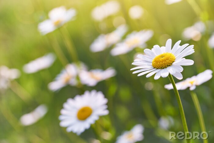 Canvas Wild daisy flowers growing on meadow. Warm sunny defocused natural background.