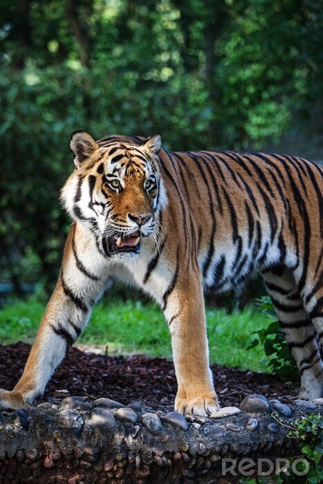 Canvas Wild dier in het bos