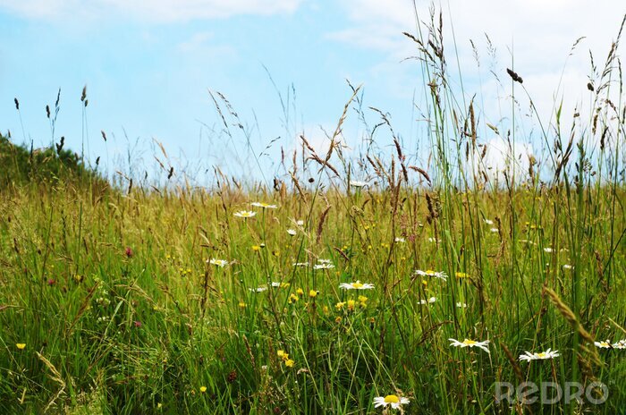 Canvas Wild Flowers Among Long Grasses in Summer