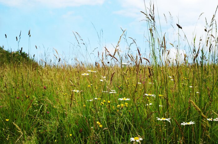 Canvas Wild Flowers Among Long Grasses in Summer