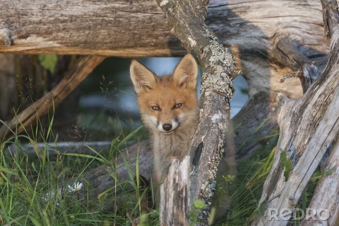 Canvas Wild fox cub watching from his hiding place