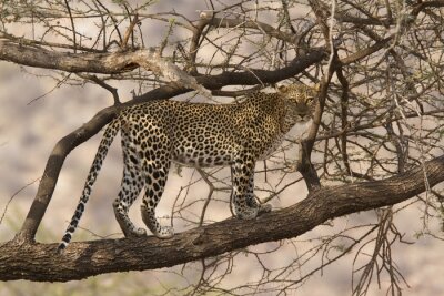 Canvas Wild luipaard lopen op een boomtak