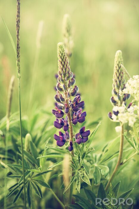 Canvas Wild Lupines