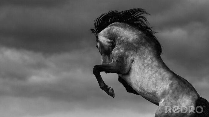 Canvas wild paard tegen de lucht