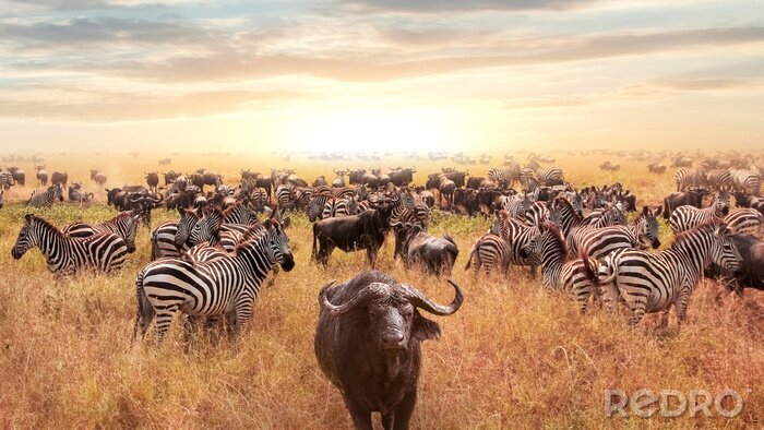 Canvas Wilde dieren in Afrika