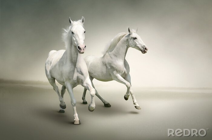 Canvas Wilde dieren paarden