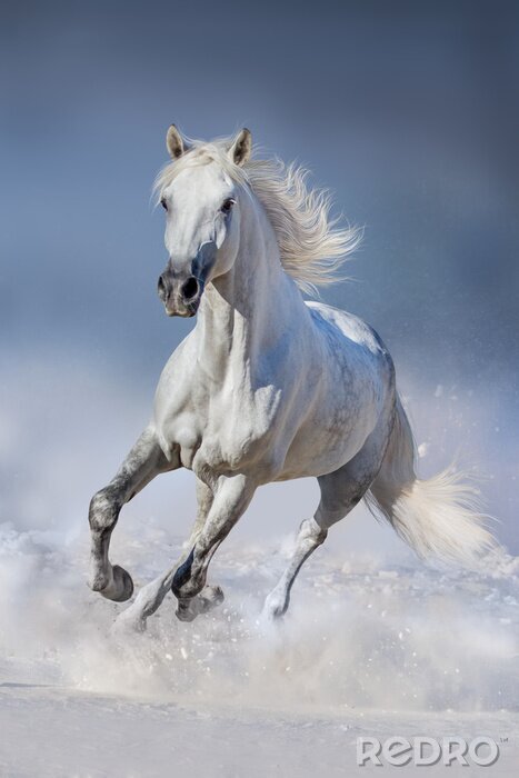 Canvas Wilde dieren paarden in de sneeuw