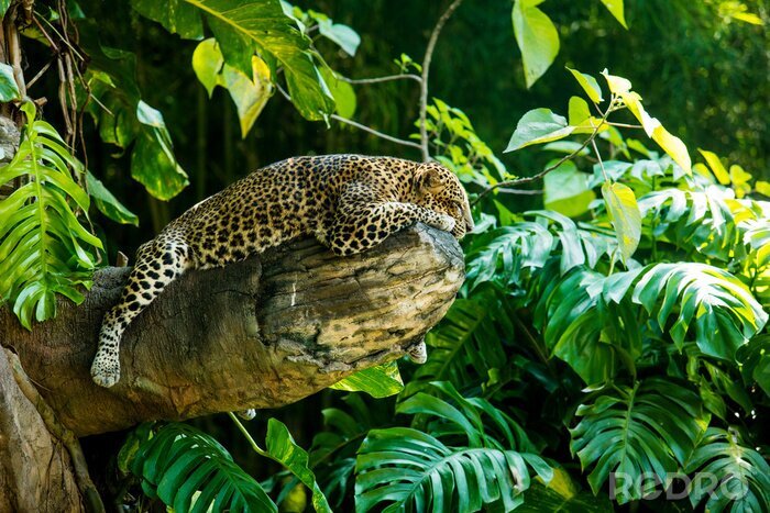 Canvas Wilde kat in de jungle