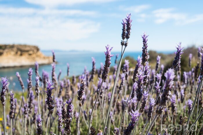 Canvas Wilde lavendelvelden aan de kust in Spanje