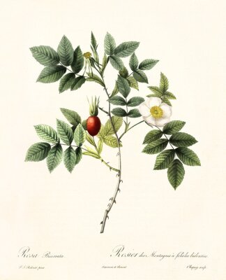 Wilde roos natuur en plantkunde gravure