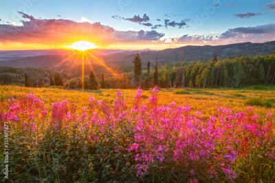 Wildflower sunset in the Colorado Rockies, USA.