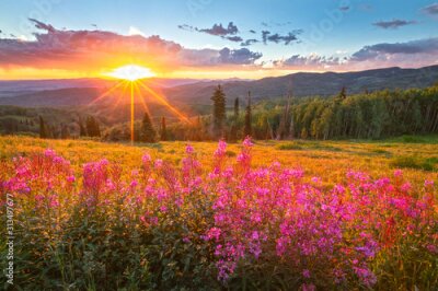 Canvas Wildflower sunset in the Colorado Rockies, USA.