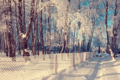 Winter boslandschap