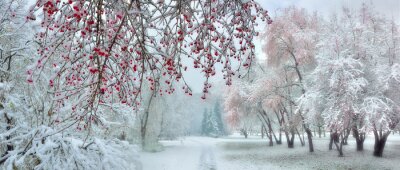 Canvas Winter city park at snowfall with red wild apple trees