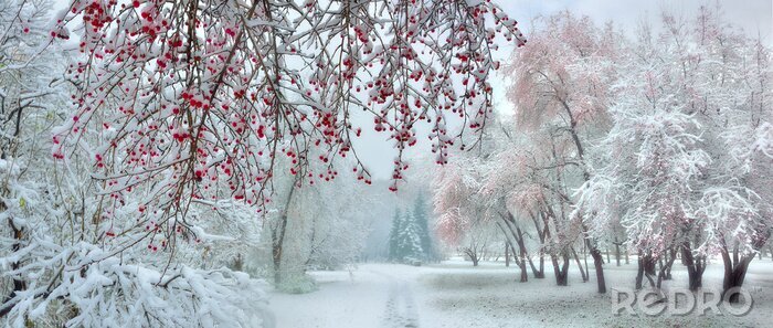 Canvas Winter city park at snowfall with red wild apple trees