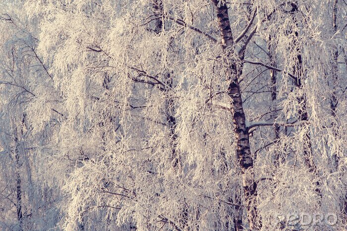 Canvas Winter en natuur