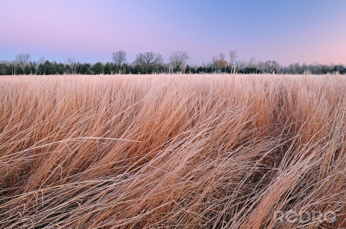 Canvas Winter landscape of frosted tall grass prairie at dawn, Fort Custer State Park, Michigan, USA