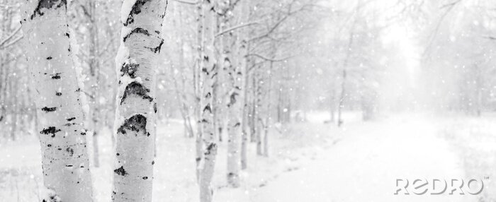 Canvas Winterberken langs de weg geplant