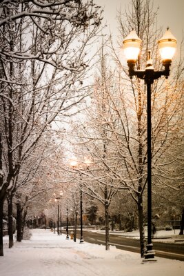 Canvas Winterbomen bedekt met sneeuw