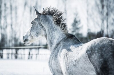 Winterlandschap met een paard