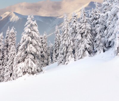 Winteruitzicht in de bergen