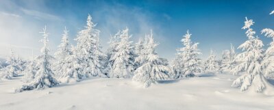 Winterwitte bomen onder een blauwe lucht