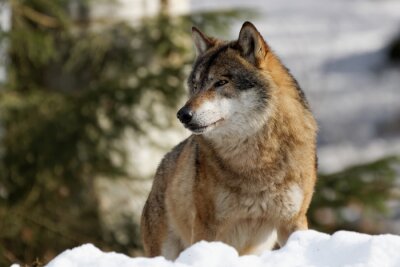 Winterwolf en natuur
