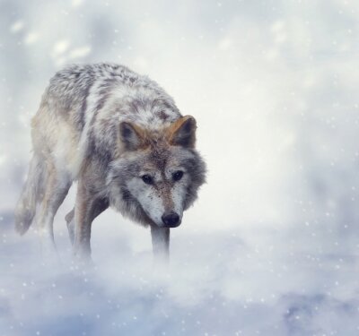 Winterwolf en sneeuw